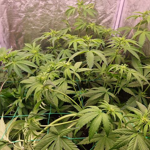Apple Fritter growlog timeline photo