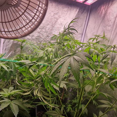 Apple Fritter growlog timeline photo