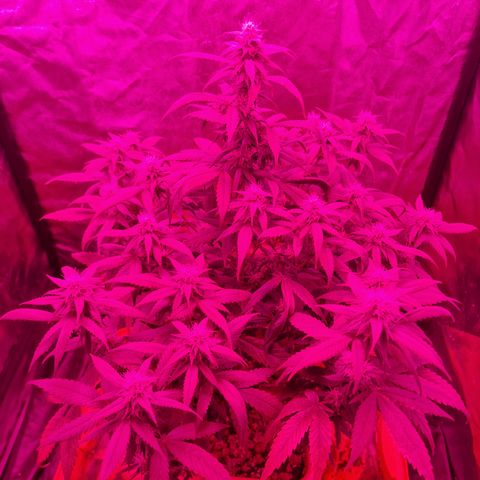 Blue kush queen  #2 growlog timeline photo
