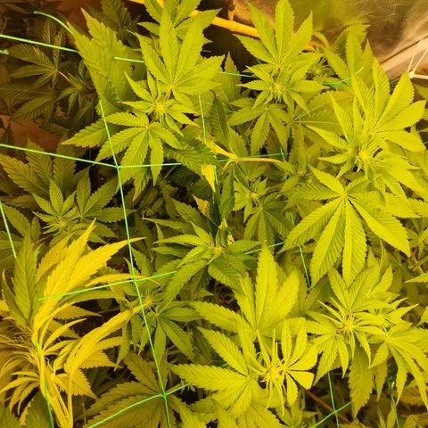 Apple Fritter growlog timeline photo