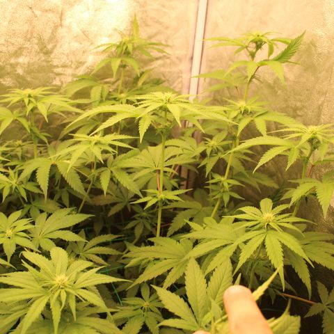Pink Runtz #1 growlog timeline photo