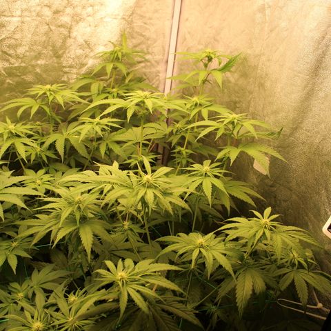 Pink Runtz #1 growlog timeline photo