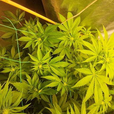 Pink Runtz #2 growlog timeline photo