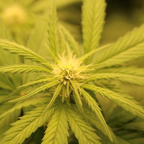 Apple Fritter growlog timeline photo