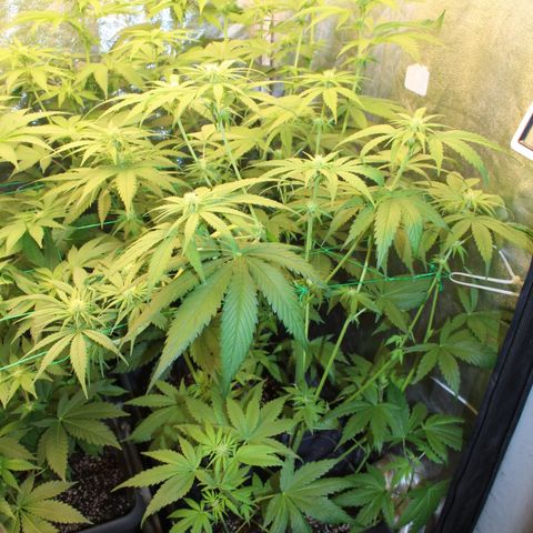 Apple Fritter growlog timeline photo