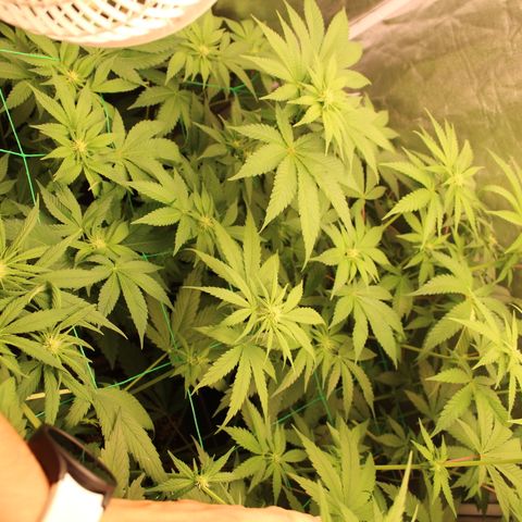 Apple Fritter growlog timeline photo
