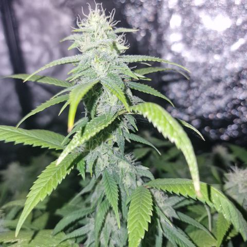 Blue kush queen  #2 growlog timeline photo