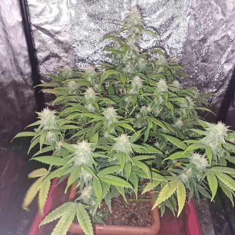 Blue kush queen  #2 growlog timeline photo