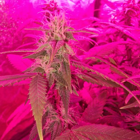Blue kush queen  #2 growlog timeline photo