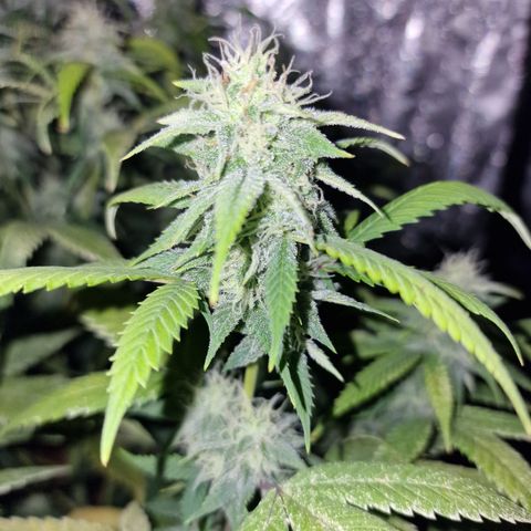 Blue kush queen  #2 growlog timeline photo