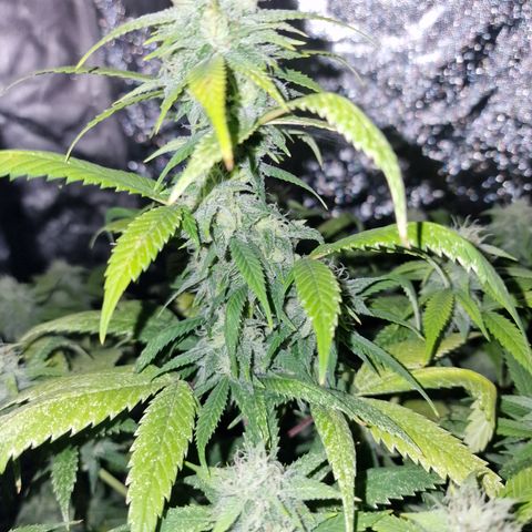 Blue kush queen  #2 growlog timeline photo