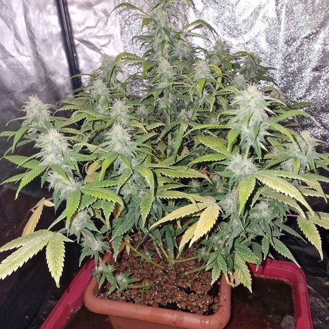 Blue kush queen  #2 growlog timeline photo