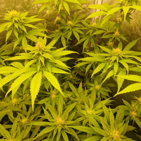 Pink Runtz #1 growlog timeline photo