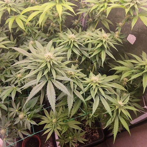 Apple Fritter growlog timeline photo