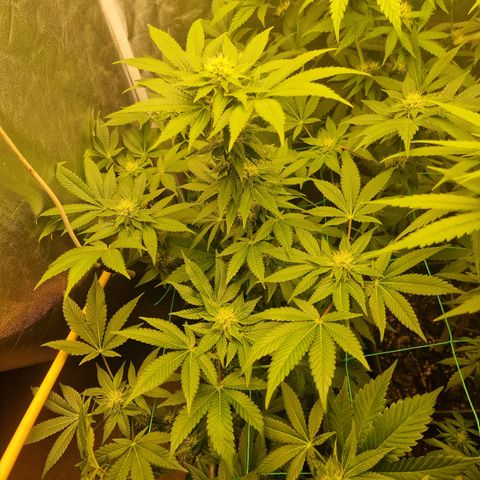 Pink Runtz #2 growlog timeline photo
