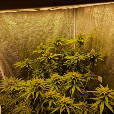 Pink Runtz #1 growlog timeline photo