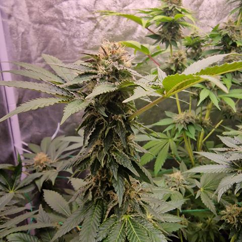 Pink Runtz #2 growlog timeline photo
