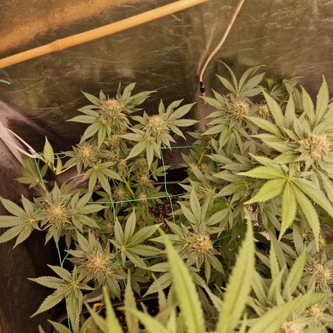 Pink Runtz #2 growlog timeline photo