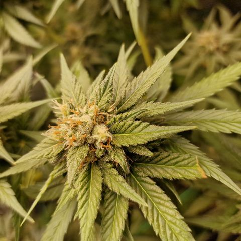 Apple Fritter growlog timeline photo
