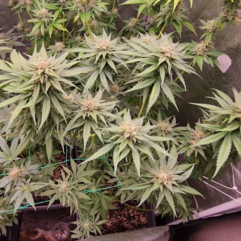 Apple Fritter growlog timeline photo
