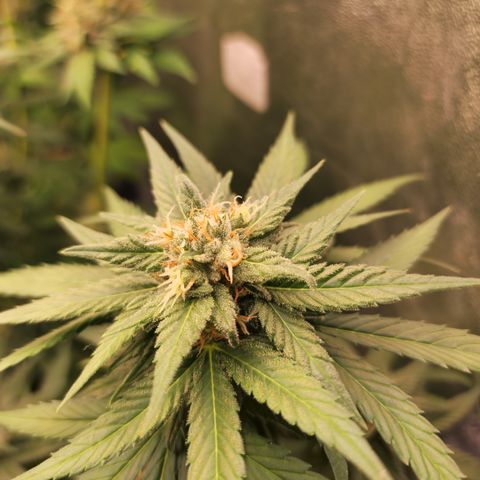 Apple Fritter growlog timeline photo