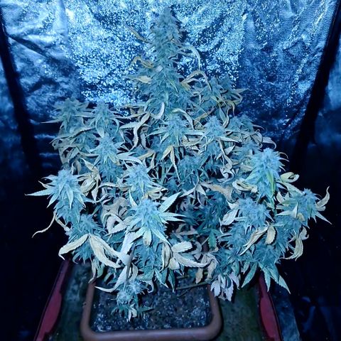 Blue kush queen  #2 growlog timeline photo