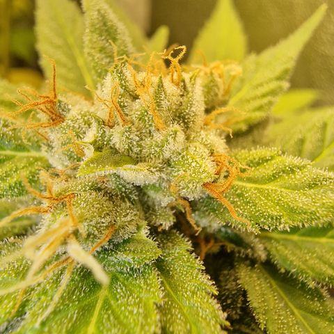 Apple Fritter growlog timeline photo