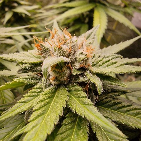 Apple Fritter growlog timeline photo