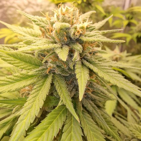 Apple Fritter growlog timeline photo