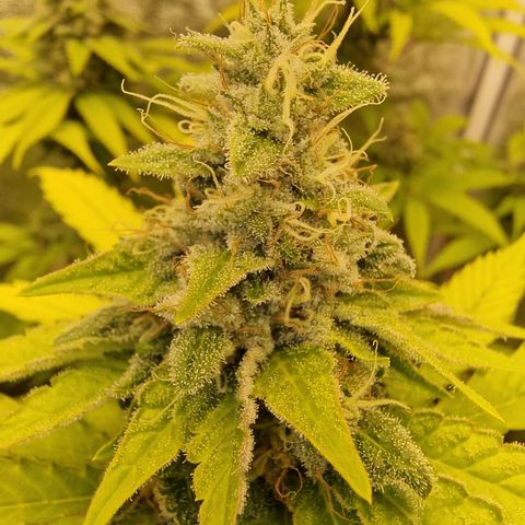 Pink Runtz #1 growlog timeline photo