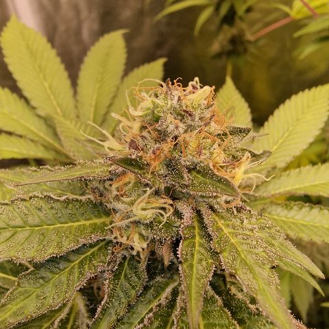 Pink Runtz #2 growlog timeline photo
