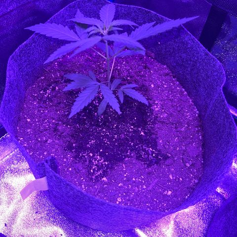 Pina x zweet purple daddy growlog timeline photo