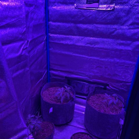 Pina x zweet purple daddy growlog photo: Clean up day along with LST and adding new mediums. 