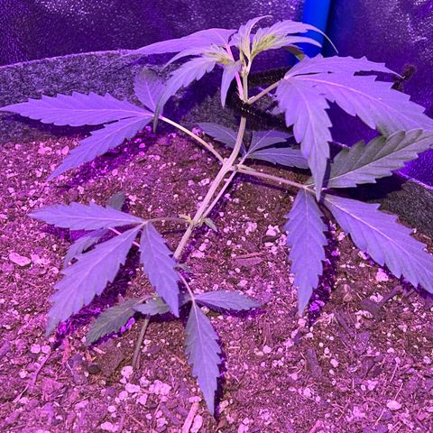 Pineapple runtz growlog timeline photo