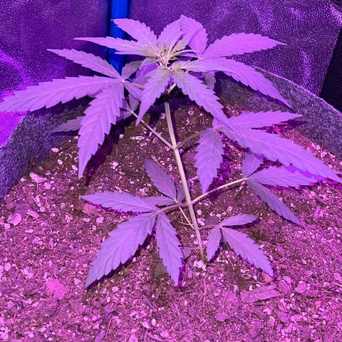 Pina x zweet purple daddy growlog timeline photo
