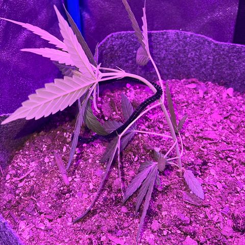 Pina x zweet purple daddy growlog photo: Looks like flowering is starting???