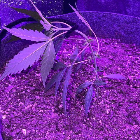 Pineapple runtz growlog photo: New sprouts on every branch 