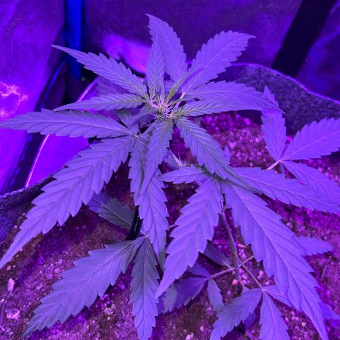 Pina x zweet purple daddy growlog photo: Started flowering a week and a half ahead of the second pheno