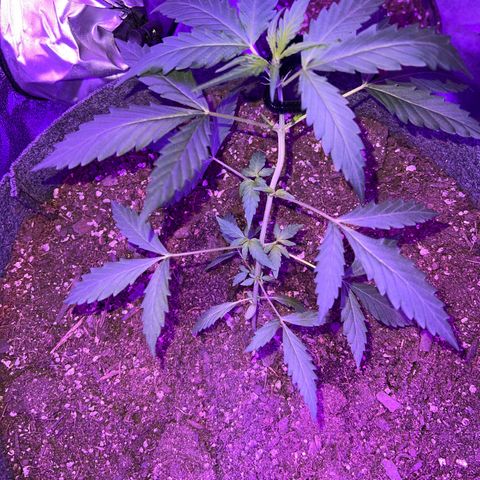 Pineapple runtz growlog photo: Going into flower way more growths than the freebie sweet pineapple. Although over watering I believe she loves it. 
