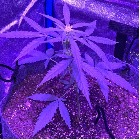 Pina x zweet purple daddy growlog timeline photo