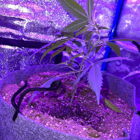 Pineapple runtz growlog photo: LST at its finest for the PRZ