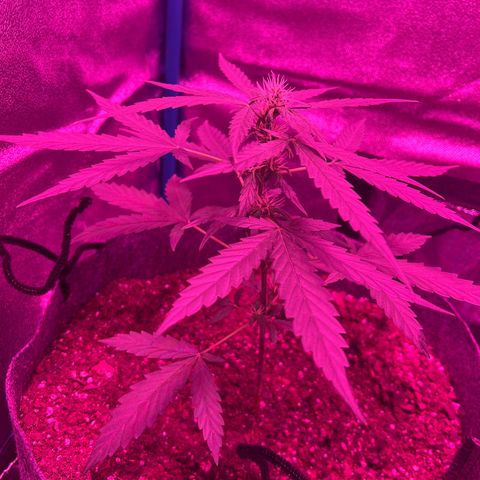 Pina x zweet purple daddy growlog timeline photo