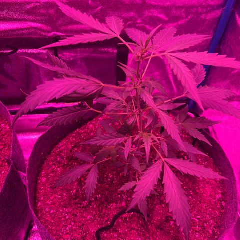 Pineapple runtz growlog timeline photo