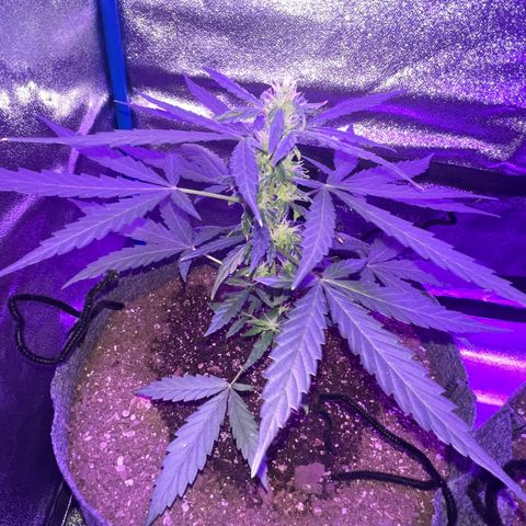 Pina x zweet purple daddy growlog photo: Won’t yield much but gives off a pineapple & grape nose