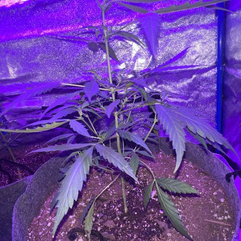 Pineapple runtz growlog timeline photo