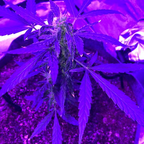 Pina x zweet purple daddy growlog timeline photo