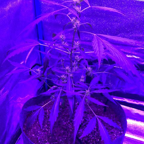 Pineapple runtz growlog timeline photo