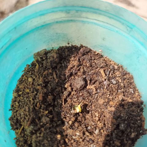 Regular f1 growlog timeline photo