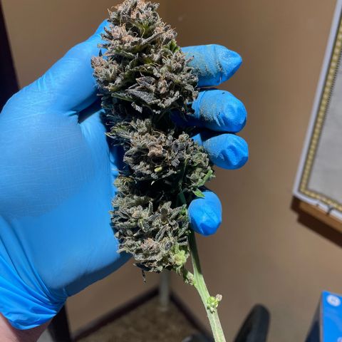 Royal AK growlog timeline photo