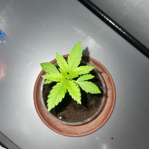 Henrie growlog timeline photo